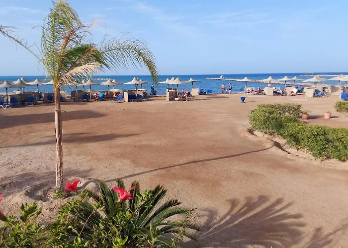 Turtles Hurghada